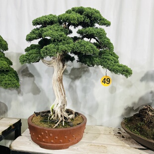 大型精品盆景迎客松日本真柏树桩盆景展品级高端百年老桩