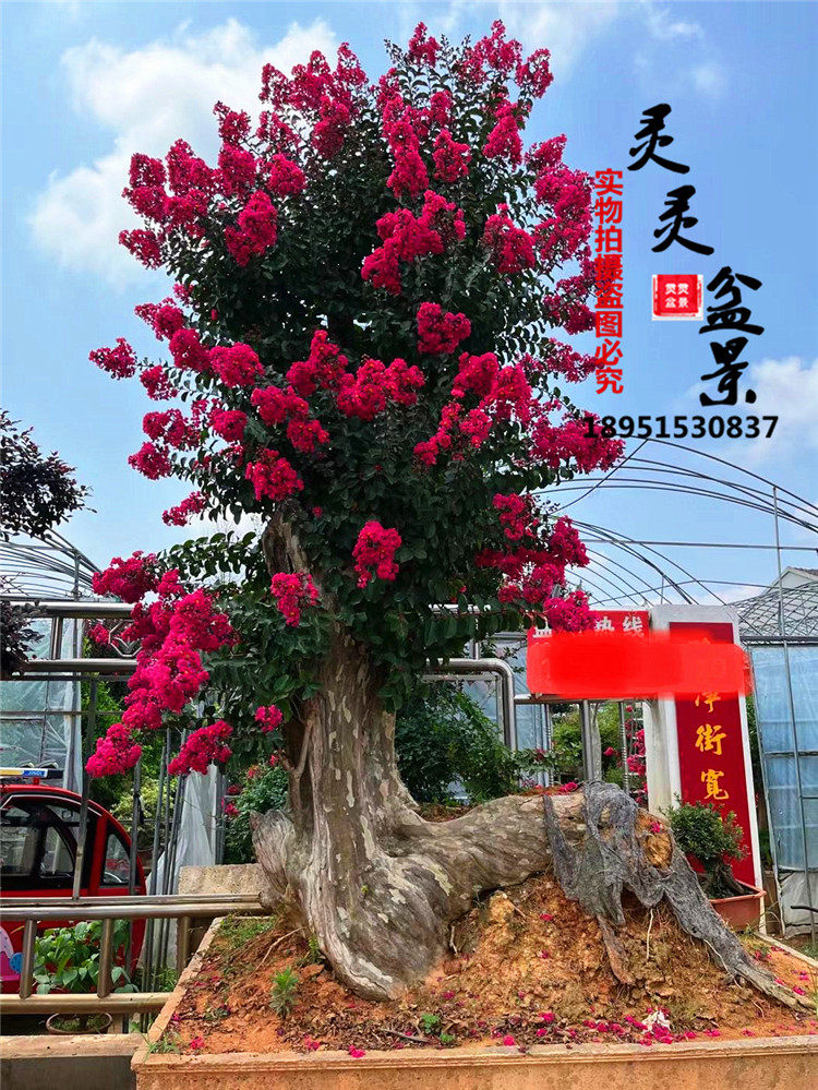 实拍大型紫薇盆景树桩庭院树木天桌面绿植