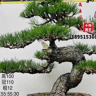 精品黑松盆景树桩矮霸造型黑松盆景实物 老桩短针大板松罗汉松