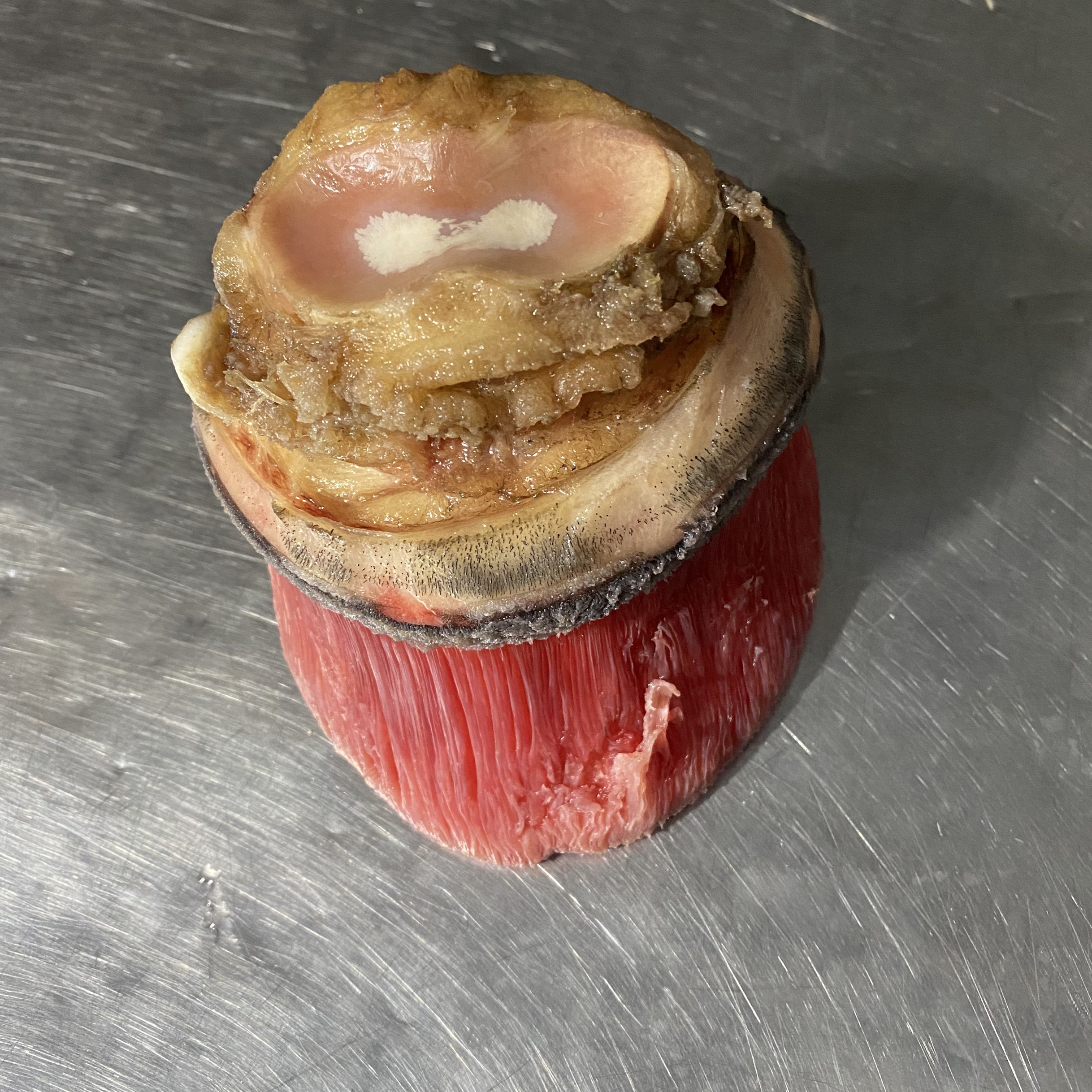 马蹄子肉新鲜现宰整只大马蹄子尖蹄冒掌非黑驴蹄子驴马肉生鲜去壳