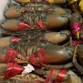 青蟹鲜活缅甸活锯缘螃蟹小肉蟹香辣蟹肉蟹煲8 10只一公斤不放冰箱