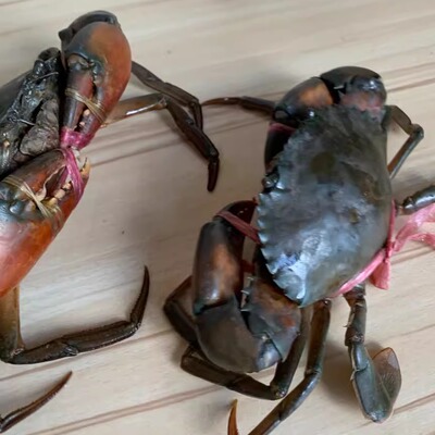 鲜活缅甸迷踪水产品到家青蟹