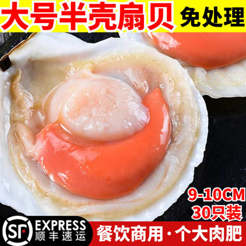 鲜活冷冻半壳超大扇贝夏夷贝商用