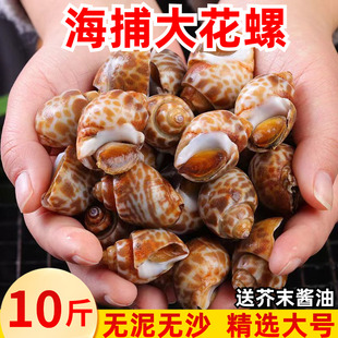 花螺鲜活新鲜特大海螺冷冻海鲜超大东风螺猫眼螺凤螺香螺捞汁水产