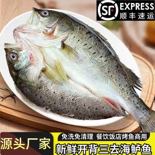 新鲜海鲈鱼开背去鳞去腮去内脏