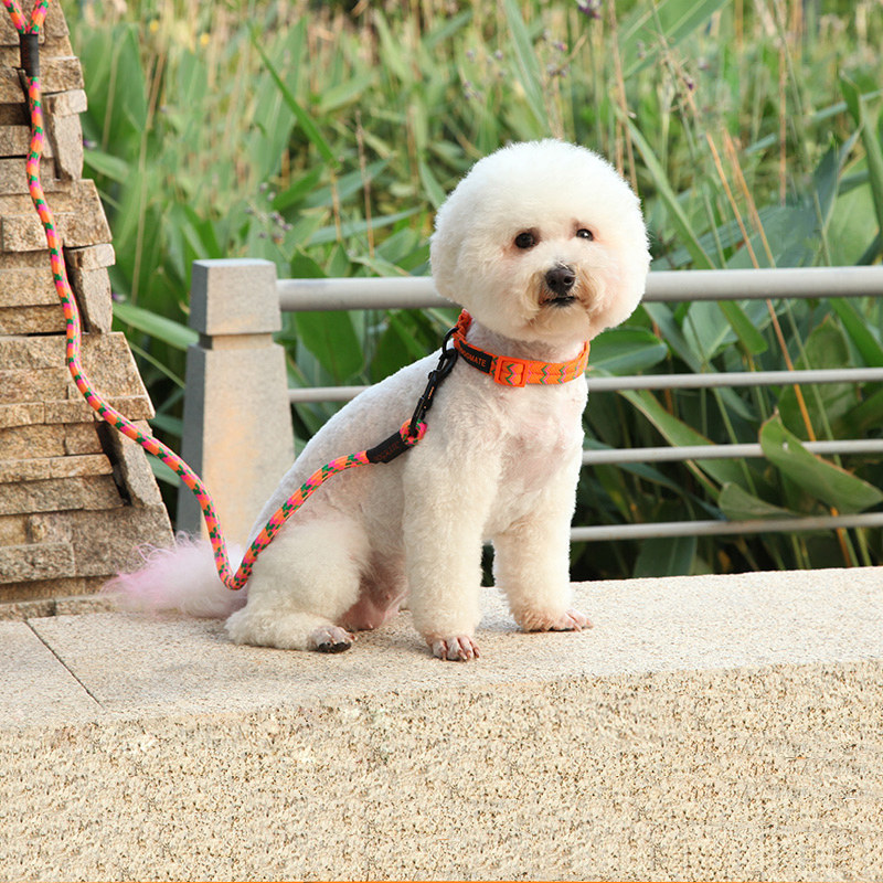 狗狗花色项圈牵引绳套 狗链 泰迪比熊蝴蝶犬遛狗绳子 中大小型犬