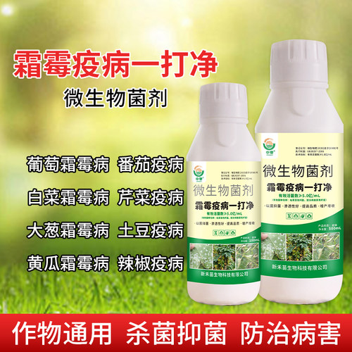 黄瓜霜霉病辣椒西红柿早疫晚疫病