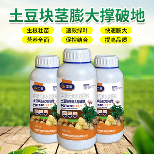 土豆块茎膨大撑破地马铃薯根茎块地下膨大素专用叶面肥土豆增产剂