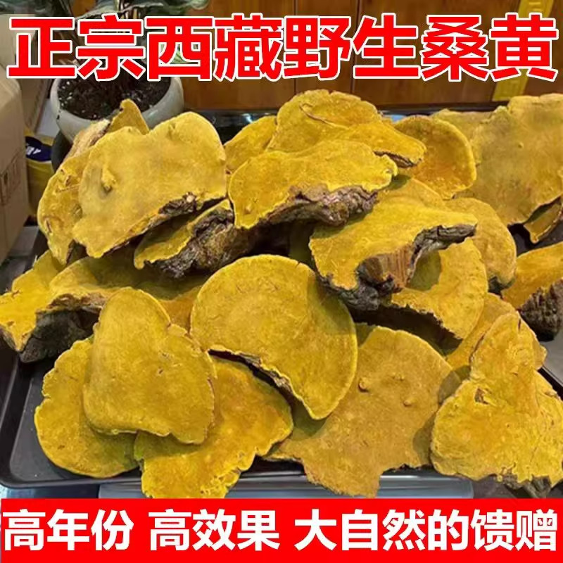 桑黄野生西藏特级干货正品500g桑树桑黄灵芝菌种中药材泡茶