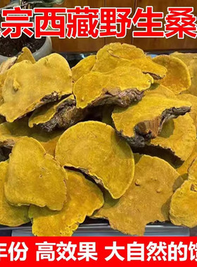 桑黄野生西藏特级干货500g