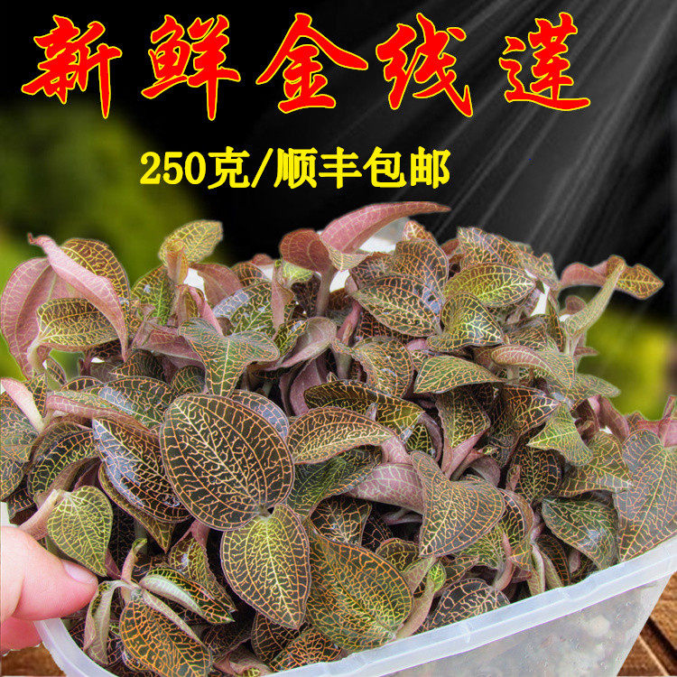 福建新鲜金线莲鲜品 南靖林下金线莲250克顺丰包邮种苗非干品500g