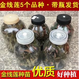 福建金线莲种苗种植 母苗驯化苗组培苗石斛苗 尖叶红霞大叶品种