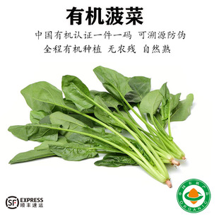有机菠菜新鲜蔬菜当季 青菜不打药现摘现发天然绿色宝宝辅食顺丰
