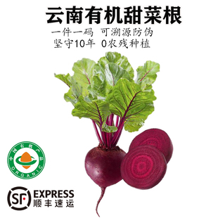 云南有机甜菜根现挖新鲜蔬菜红甜菜头榨汁生吃凉拌即食无农药火焰