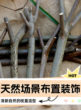 天然多树杈干枝场景布置树枝多枝桠树枝酒吧装饰会展陈列干花束