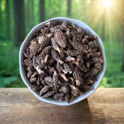 纯野生羊肚菌干货煲汤羊肚蘑甘南藏区特产养生食材鲜50克农家山货