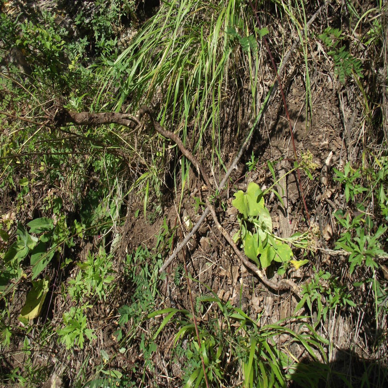 黄芪正品北芪指甲片煲汤滋补养身甘南藏区农家山货中药材精选新货