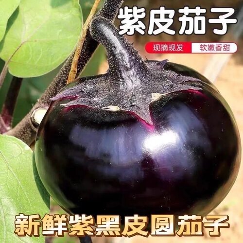 【特惠】5斤紫光园茄子新鲜蔬菜农家自种直发紫皮山西整箱无籽