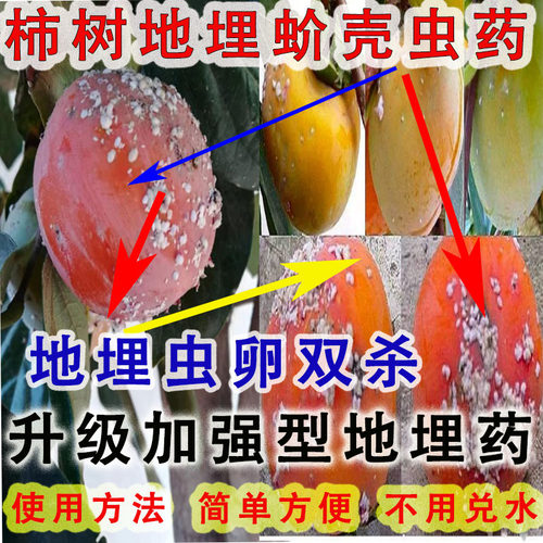 果树柿树专用地埋农药虫卵双杀