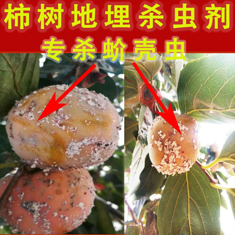 DD柿子树专用地埋杀虫剂专杀蚧壳虫粉介地下用药防地上介壳虫粉蚧