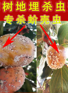 DD柿子树专用地埋杀虫剂专杀蚧壳虫粉介地下用药防地上介壳虫粉蚧