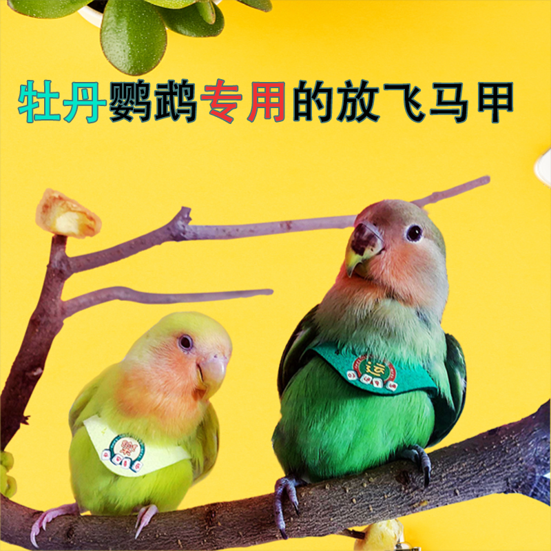 轻的遛鸟绳不伤鸟放飞绳