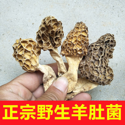 深山特级正宗野生羊肚菌干货500g