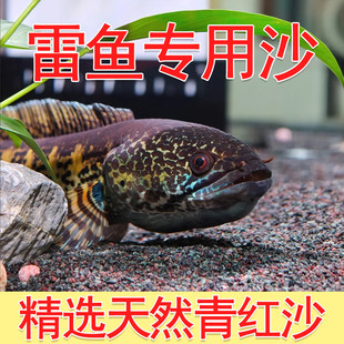精洗青红沙偏暗灰青沙青灰红沙雷龙专用原生鱼缸造景沙雷龙底沙灰