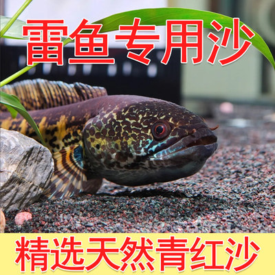 精洗青红沙偏暗灰青沙青灰红沙雷龙专用原生鱼缸造景沙雷龙底沙灰