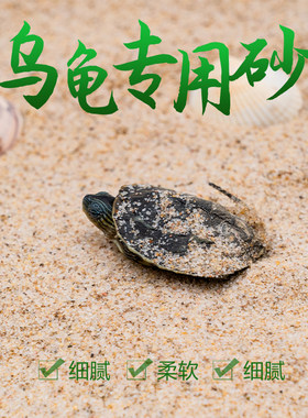 装饰造景龟鱼缸乌龟冬眠乌龟冬眠
