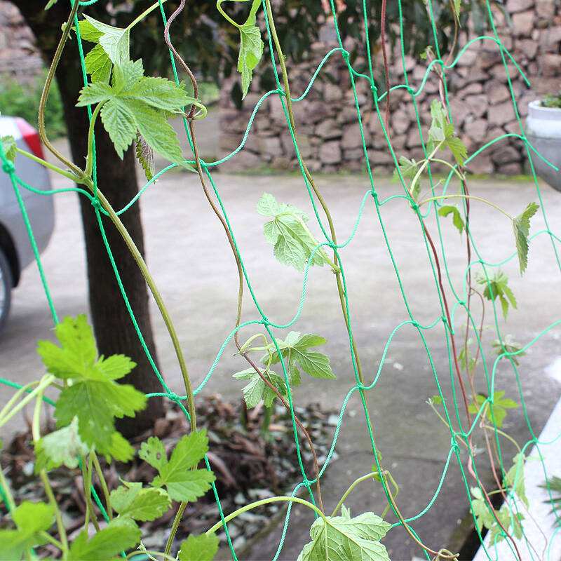 蔷薇爬山虎牵牛花攀爬植物架网 其它园艺用品