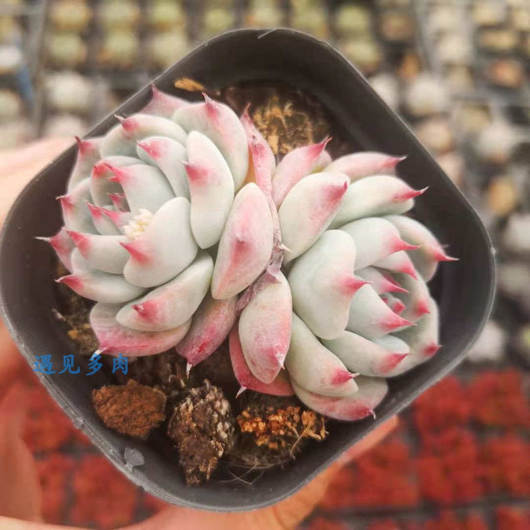 吉娃娃多肉植物林赛卡阳台庭院状态花新手绿植盆栽水蜜桃新手好养