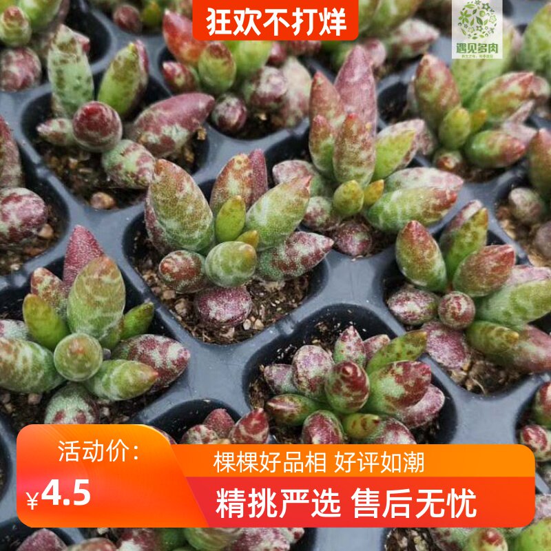 网友分享在meiguo.com的图片