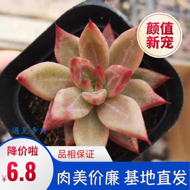 红灵魂多肉植物暗纹系景天拟石莲绿植盆栽杂交新品稀有精品包邮