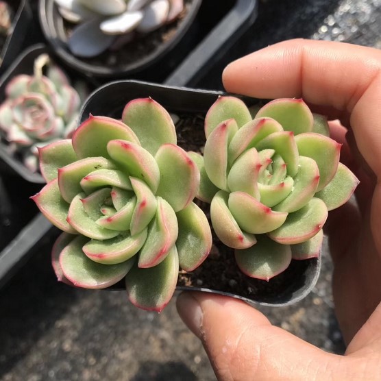 多肉植物冬云系多少钱 多肉植物冬云系优惠券免费领取 有条鱼
