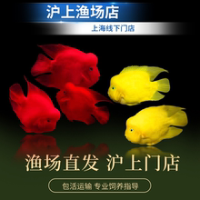 招财鱼淡水观赏鱼活体热带鱼财神鱼鹦鹉鱼发财鱼台版元宝财神包活