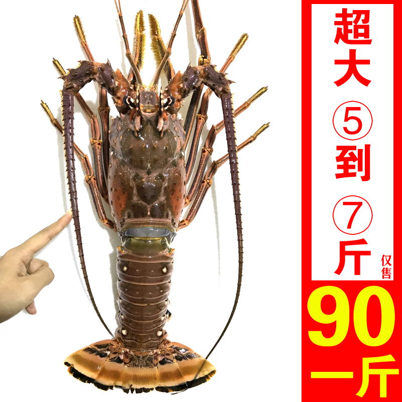 新鲜古巴龙澳洲进口大龙虾鲜冻活冻速冻冷冻超大鳌虾古巴龙龙虾尾
