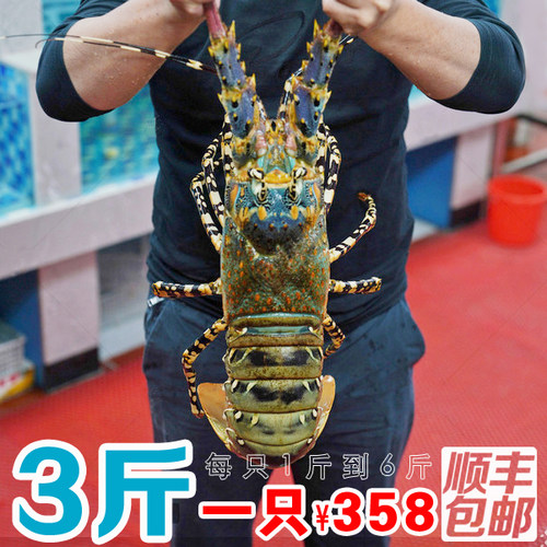 澳洲龙虾活冻青龙锦绣大花龙虾