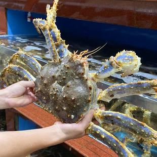 特大鲜活冻冰鲜帝王蟹海鲜水产皇帝蟹帝皇蟹俄罗斯长脚帝王大螃蟹