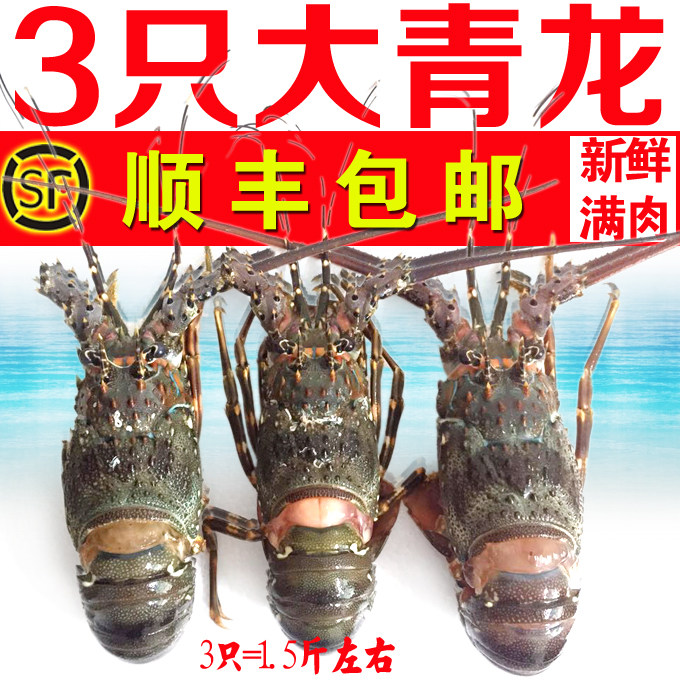 冰鲜青龙虾新鲜活冻生冻熟冻小青龙龙虾小蜜蜂澳洲龙虾花龙龙虾仔