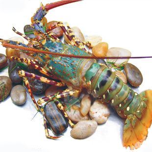 冰鲜活冻小青龙虾冷冻花龙古巴龙澳洲锦绣大龙虾青龙虾仔2斤起卖