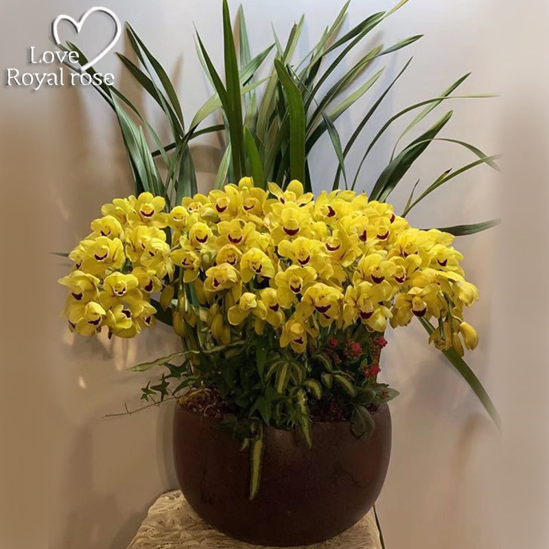 大花蕙兰盆栽新年宵花卉杭州鲜花