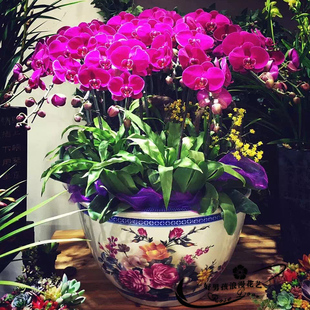 蝴蝶兰盆栽杭州鲜花速递同城新年宵花卉送礼长辈乔迁开业送花上门