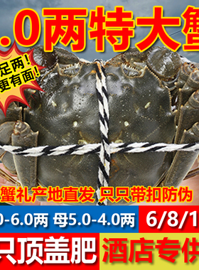 [活蟹]现货阳澄大闸蟹鲜活特大公蟹母蟹鲜活湖蟹10只/8只年货礼盒