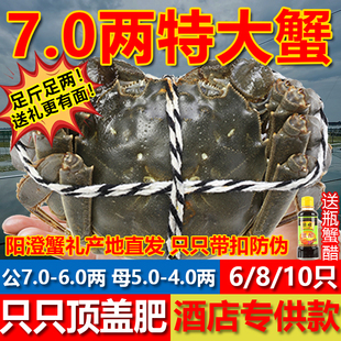 8只年货礼盒 现货阳澄大闸蟹鲜活特大公蟹母蟹鲜活湖蟹10只 活蟹