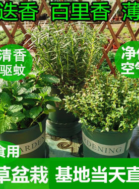 香草盆栽可食用驱蚊迷迭香阳台