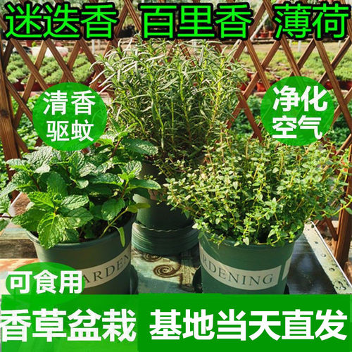 香草盆栽可食用驱蚊迷迭香阳台
