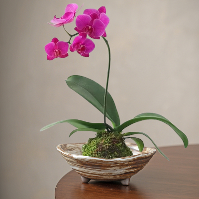 办公室客厅摆件托盘蕨类植物专用盆无孔陶瓷水培器皿苔藓球花盆