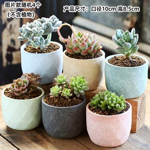 特价 多肉个性 包邮 组合 小花盆大口径陶瓷粗陶透气多肉植物简约套装