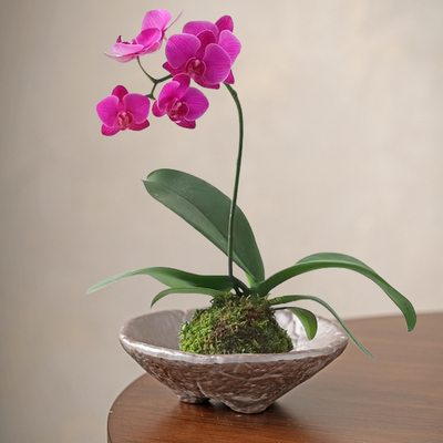 实用陶瓷无孔苔藓球花盆多功能托盘蕨类植物专用盆个性化水培器皿